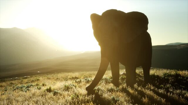 old african elephant walking in savannah against sunset