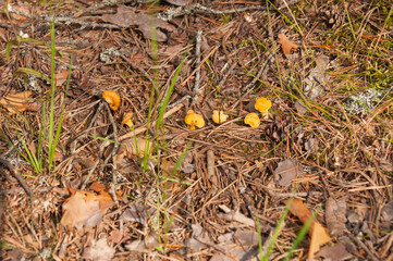 Small chanterelle mushrooms growing in the forest through fallen needles and pine cones