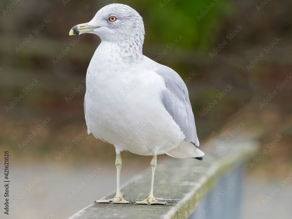 Sticker WA, Redmond, Lake Sammamish, Ring-billed Gull