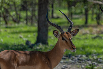 Naklejka na ściany i meble Close up from a beautiful black faced impala at the forest at the Etosha National Park