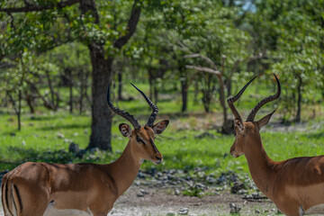Close up from two beautiful black faced impala at the forest at the Etosha National Park