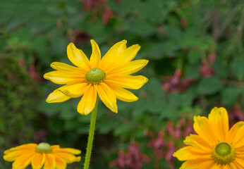 WA, Redmond, Daisy