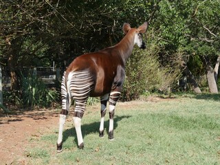 Backside shot of an okapi standing in a grassy area