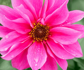 WA, Redmond, Daisy
