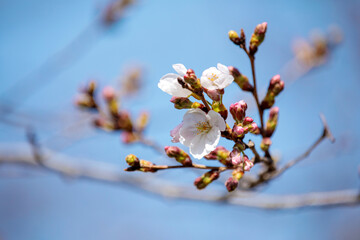 さくら標準木の開花宣言