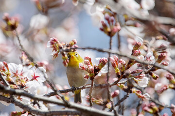 桜とメジロ