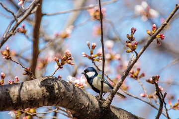 桜とシジュウカラ