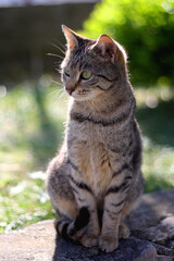 Brown tabby cat sitting in a garden. Selective focus. 