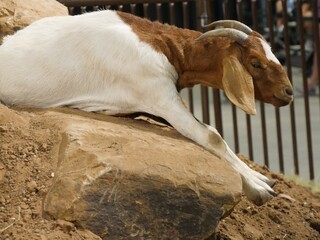 White and brown goat stretching on top of a rock