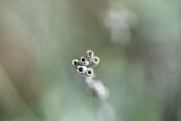 abstract white plant in nature