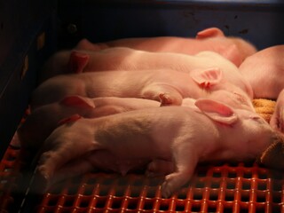 Newly born, pink piglets nursing from a mother pig