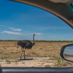 View from a car with mirrow to a Ostrich in the Etosha National Park, Namibia - obrazy, fototapety, plakaty