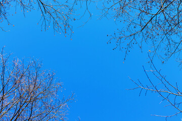 Frame of budding tree branches, against a background of blue sky, photographed from the bottom up, on a sunny spring day