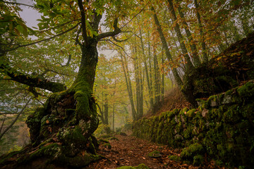 Bosque otoñal con castaños