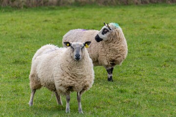 Two large woolly sheep grazing in an enclosed pen in a farmer's field.