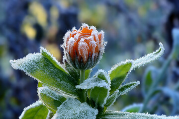 Blumen 1306