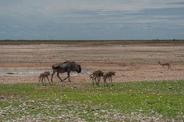 Naklejka na ściany i meble Wild wildebeest gnu walking with calf in savanna of Etosha National Park, Namibia.