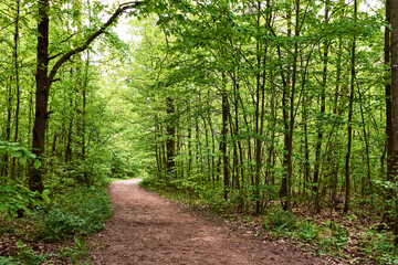 Obraz premium Idyllischer Wanderweg im grünen Wald