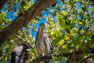bird in tree