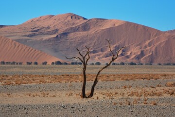 Kameldornbaum vor den Sanddünen bei der Düne 45 im Namib-Naukluft Nationalpark. 