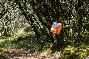 orienteering box on the forest