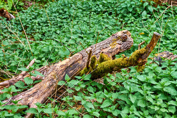 Bemoostes Totholz zwischen grünen Brennnesseln (Urtica)