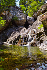 For&ecirc;t de tartagine