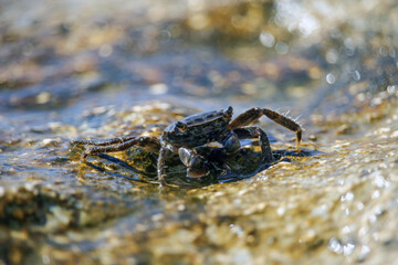 Crab