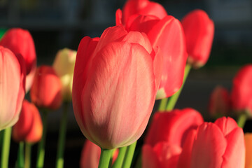 Slightly open flower of several red tulips. Green petals and flower stems in spring. Flowers of the plant genus in the lily family in the morning sunshine. Details of the petals with structures.