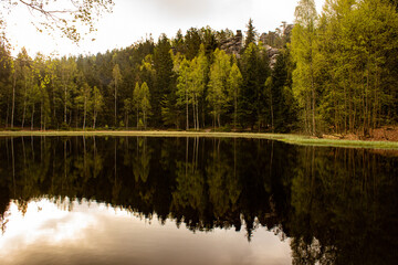 reflection of trees in the lake