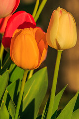 Yellow orange and red flowers of tulips in sunshine. Slightly open flower of the plant in spring. Petals in detail of the genus of plants in the lily family. Green flower stems and leaves