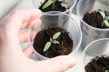 A hand holding small tomato seedling in a plastic cup, vegetable seed growing indoors