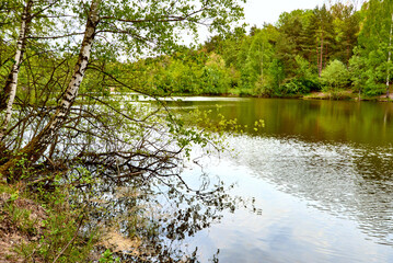 Fototapeta na wymiar Landschaftsidylle am Seeufer mit Birkenbaum und Wasserspiegelung