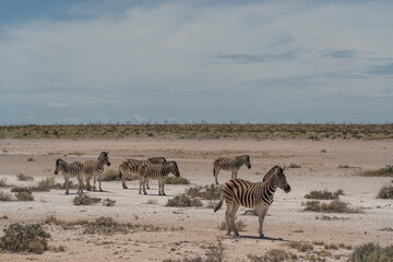 Fototapeta na wymiar Zebras at the Etosha Pan in Etosha National Park, Namibia