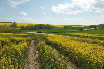 Field of rapeseed with rural road and beautiful cloud (brassica napus) - plant for green energy and green industry