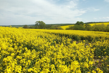 Obraz premium Amazing bright colorful spring and summer landscape for wallpaper. Yellow field of flowering rape and tree against a blue sky with clouds. Natural landscape background with copy space, Ukraine