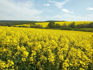 Obraz premium Amazing bright colorful spring and summer landscape for wallpaper. Yellow field of flowering rape and tree against a blue sky with clouds. Natural landscape background with copy space, Ukraine