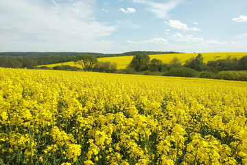 Obraz premium Amazing bright colorful spring and summer landscape for wallpaper. Yellow field of flowering rape and tree against a blue sky with clouds. Natural landscape background with copy space, Ukraine