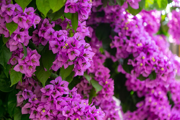 Blooming magenta bougainvillea flowers in summer season. Close-up of bright pink bush as floral natural background. Typical exotic plant in Greece, Spain, Turkey and other south european destinations
