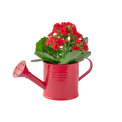 Spring concept. Red water pot with red Kalanchoe flower isolated on white . © Kira