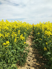 Amazing bright colorful spring and summer landscape for wallpaper. Yellow field of flowering rape with a farmer