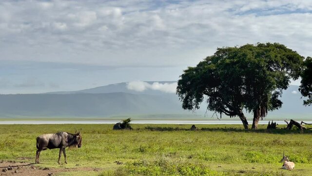 4K video of Wildebeest standing alone on wide green grass with Thomson's gazelle in Ngorongoro Crater in Tanzania with lonely tree and beautiful sky background. 
