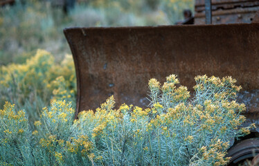 Rusty bulldozers shovel in the Yellow Twig Rabbitbrush