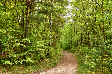 Waldweg im grünen Mischwald