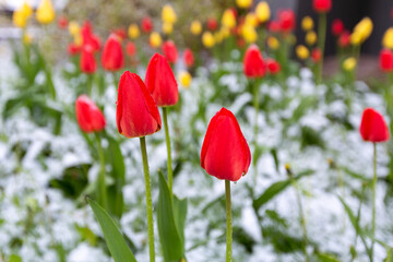 Tulips in the garden and snow