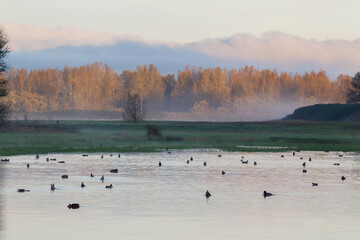 Naklejka premium Autumn sunrise over wetlands