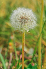 Dandelion with flying seeds and flower stalks in a meadow. Completely withered Dandelions in spring. Flower head of a wild plant with seeds of common dandelions in detail. Green leaves of a meadow