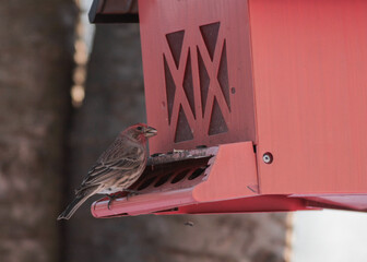 Red Finch on Red Bird Feeder