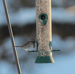 Song Sparrow on Bird Feeder