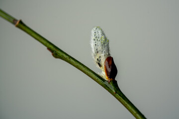 Close-up photo of the blooming bud of Pussy Willow tree.